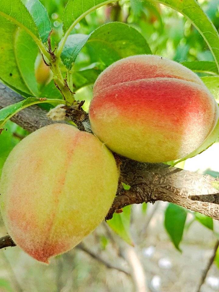 蒙山小毛桃开始采摘上市了