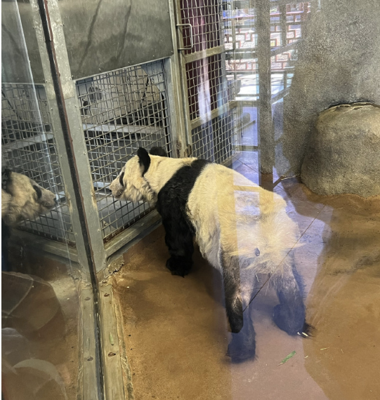 旅美20年的大熊猫丫丫为什么这么瘦?