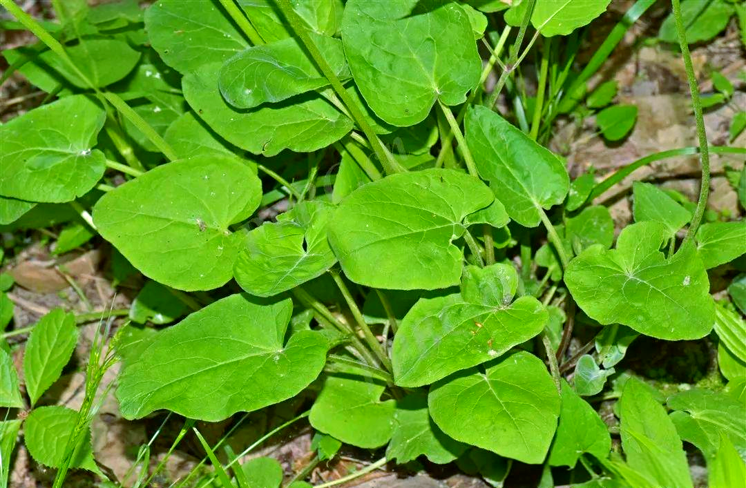 蜘蛛香:从外观到功效的全面了解