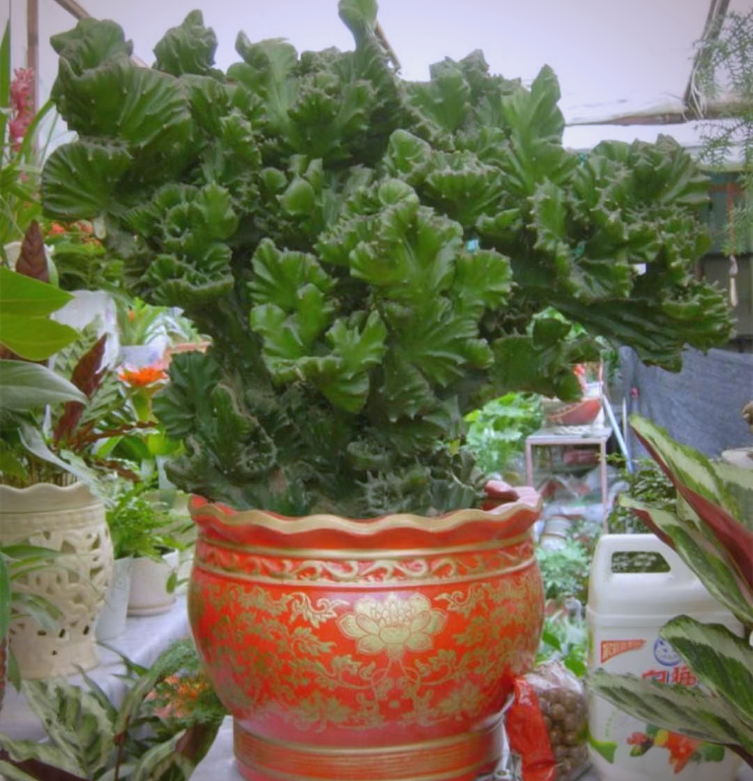 玉麒麟这种多肉植物,其生长习性相当独特