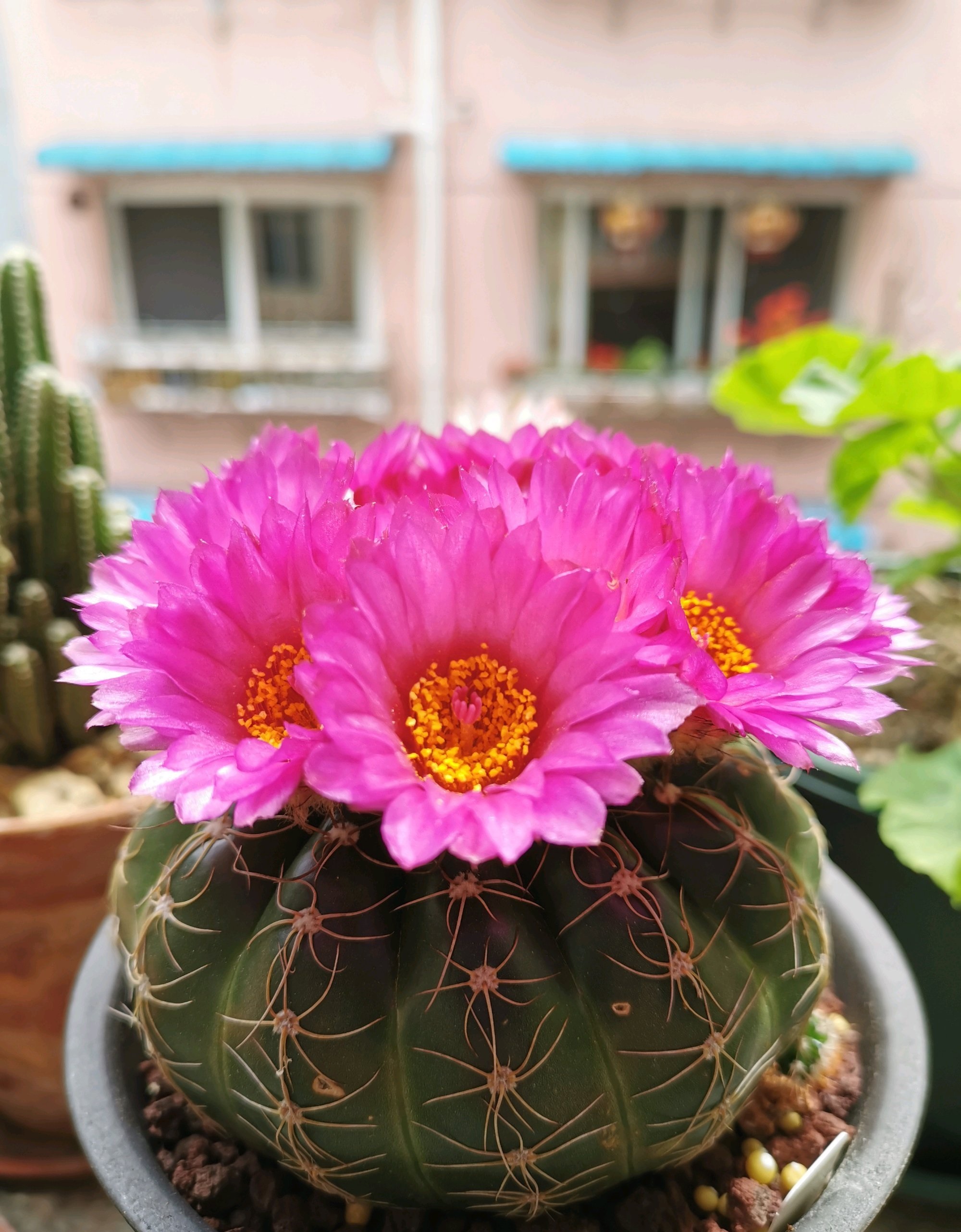 喜欢养仙人球,就选"眩美玉",颜值高,皮实好养,每年开花多次