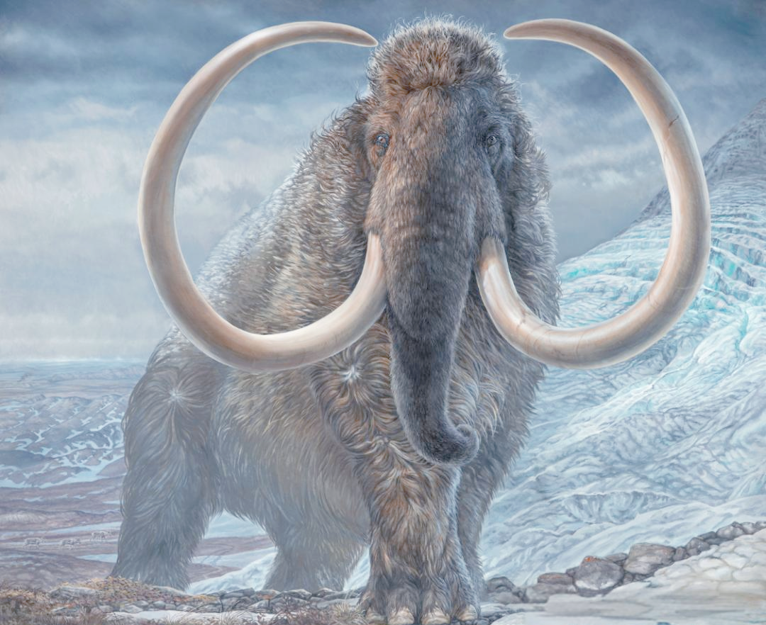 育空地区出土小猛犸象,冰河期生物保存完整