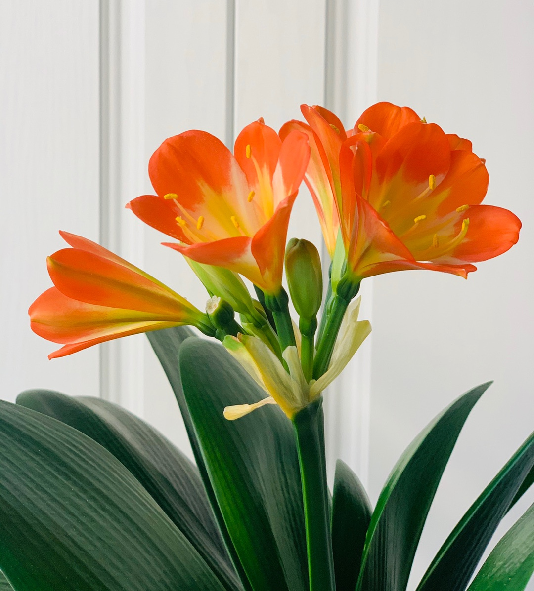 君子兰专用土配方 - 2020年最新商品信息聚合专区 - 百度爱采购