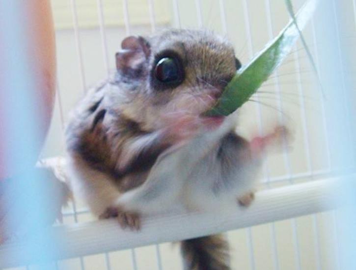 小飞鼠认识主人吗,养小飞鼠要注意什么?