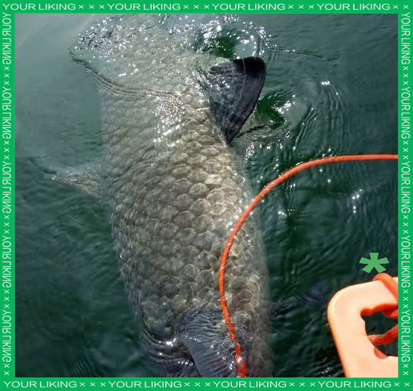 超级青鱼王现形:最大个体竟达500斤