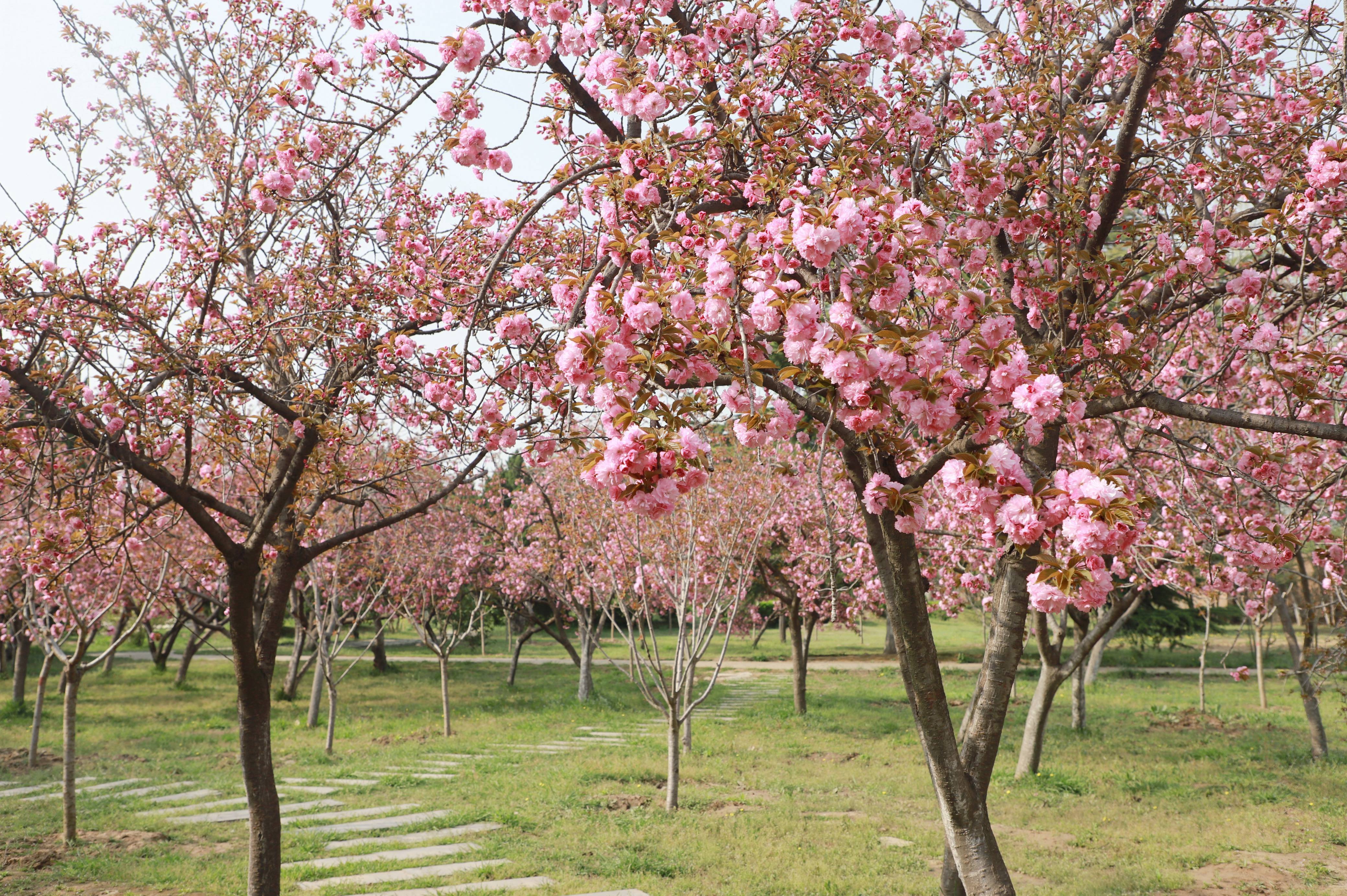 禹王台公园樱花图片