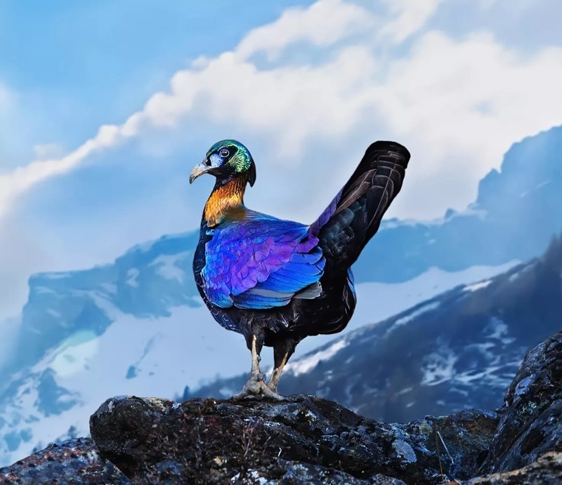 西昌邛海湿地为何飞来"金丝鸟"