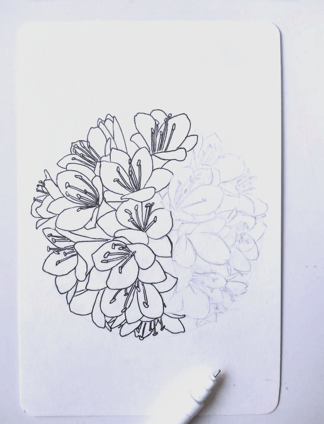 关于花卉线描教程步骤的信息 关于花草
线描教程步调
的信息（花草 线描） 花卉