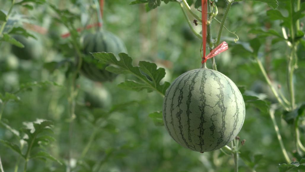 云品"硒"瓜 第十四届仁风西瓜文化旅游节盛大开幕