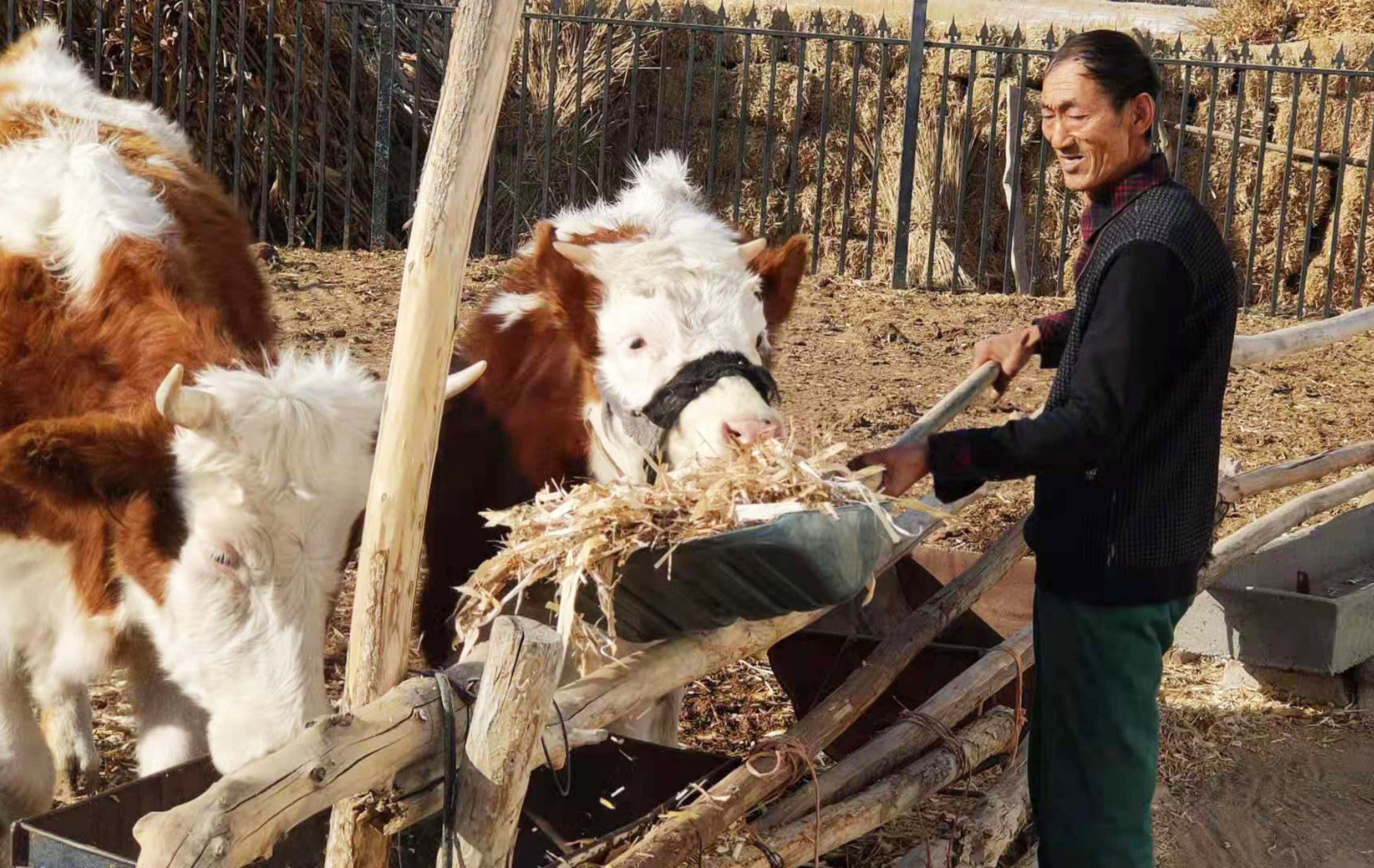 内蒙古:肉牛养殖打开"脱贫致富门"