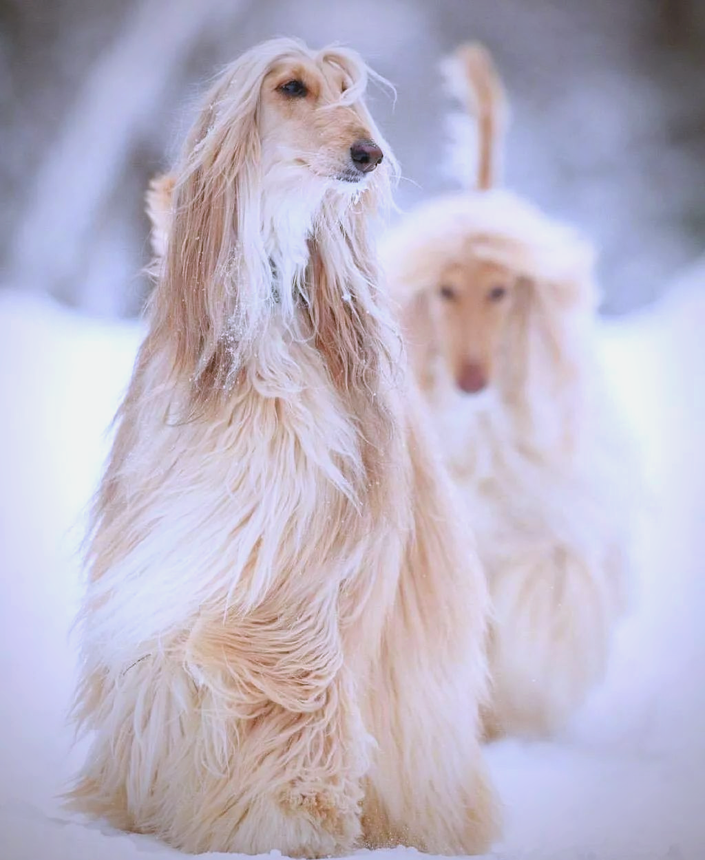 阿富汗猎犬:从贵妇到糙汉的魅力转变