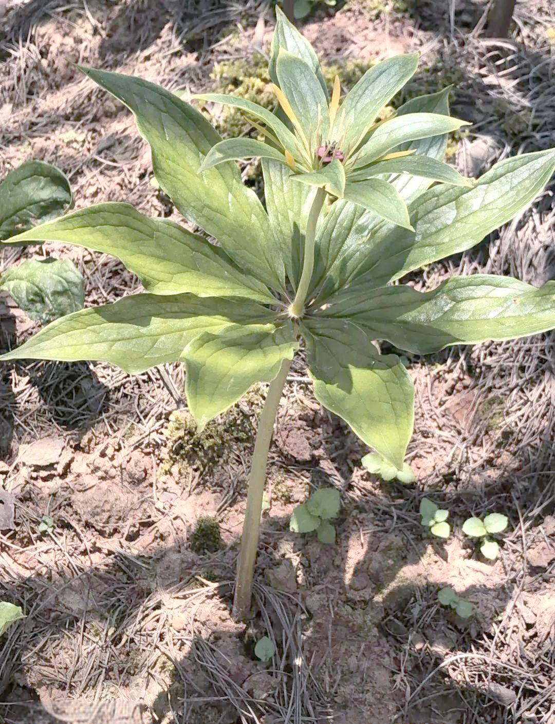 如何成功种植重楼?这些要点你需要知道