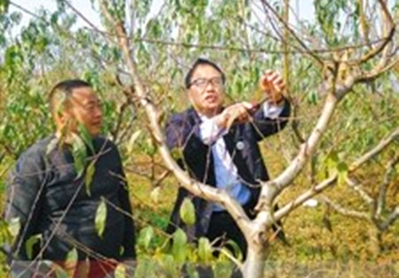 徐国超:果农的贴心人