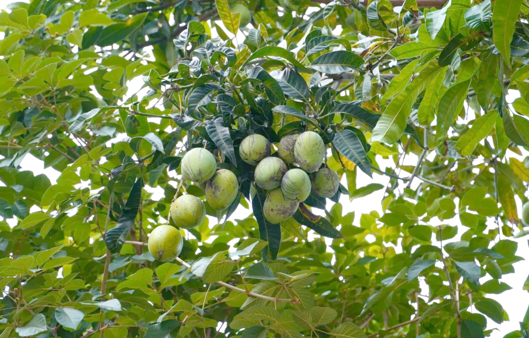 盛夏时节,开平市各街道呈现出一道别样的风景