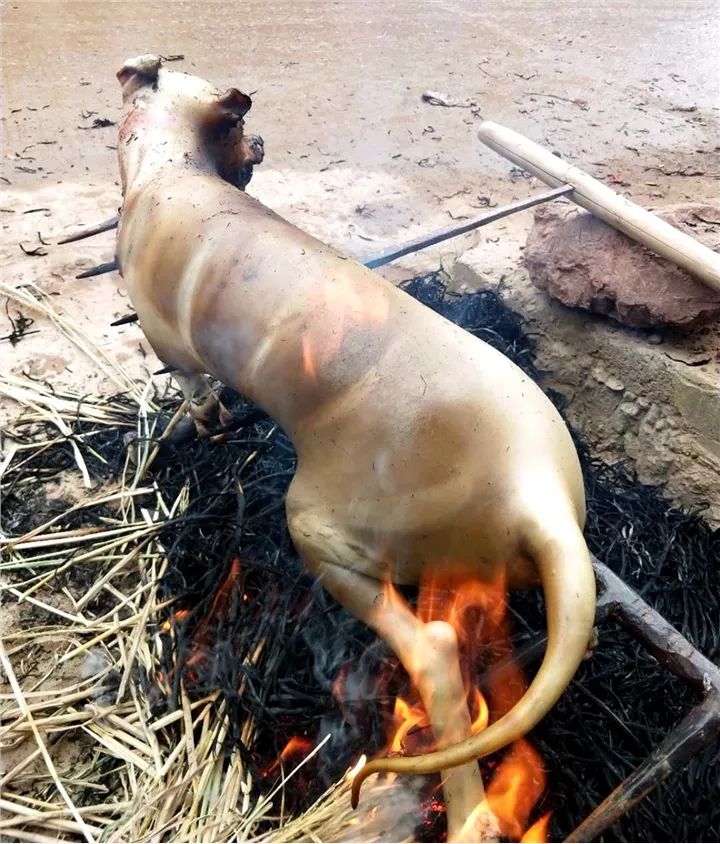 狗肉火烧图片