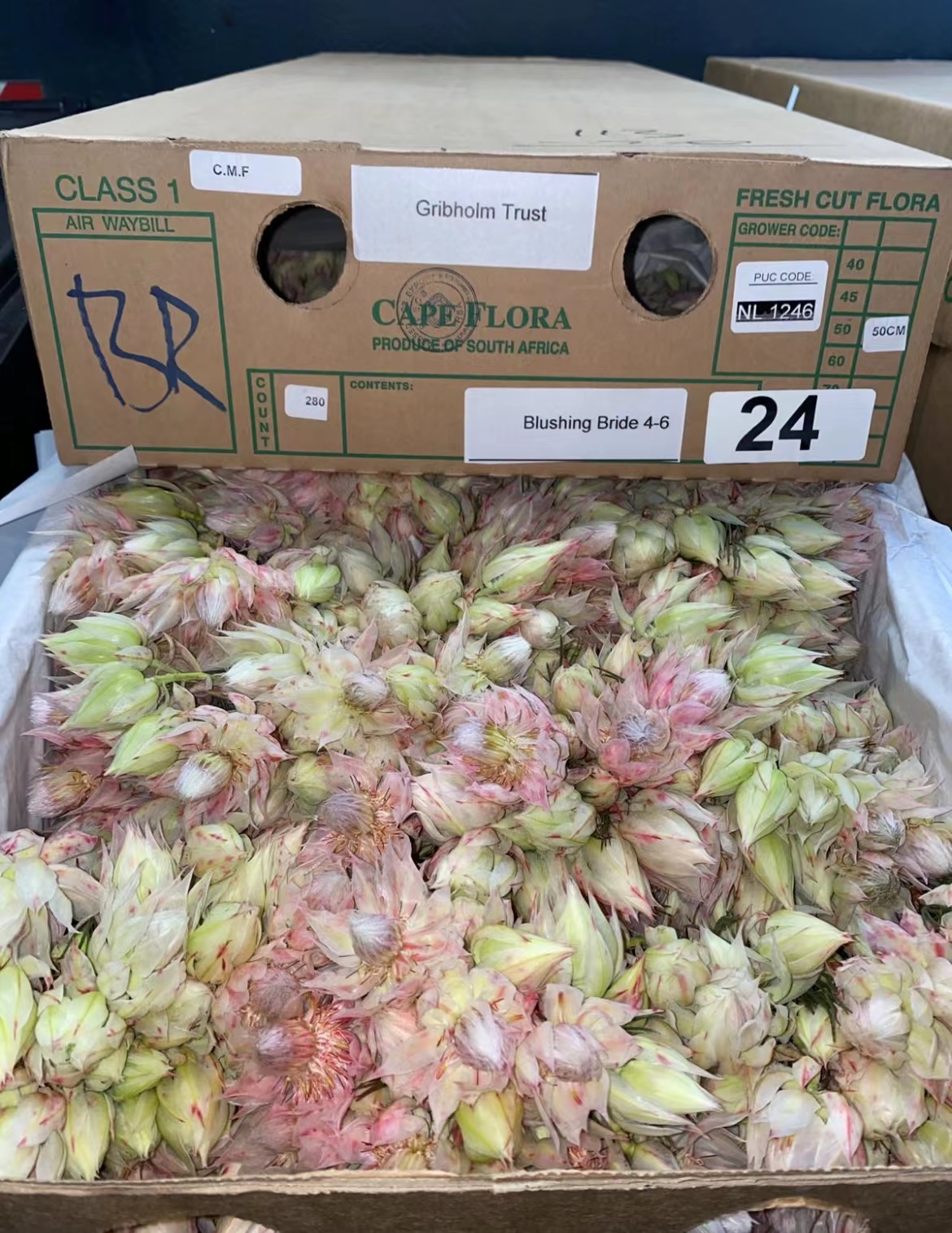 南非新娘花进口清关/报关指南