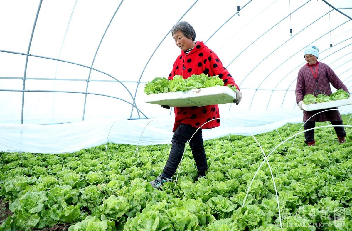 采青生菜图图片