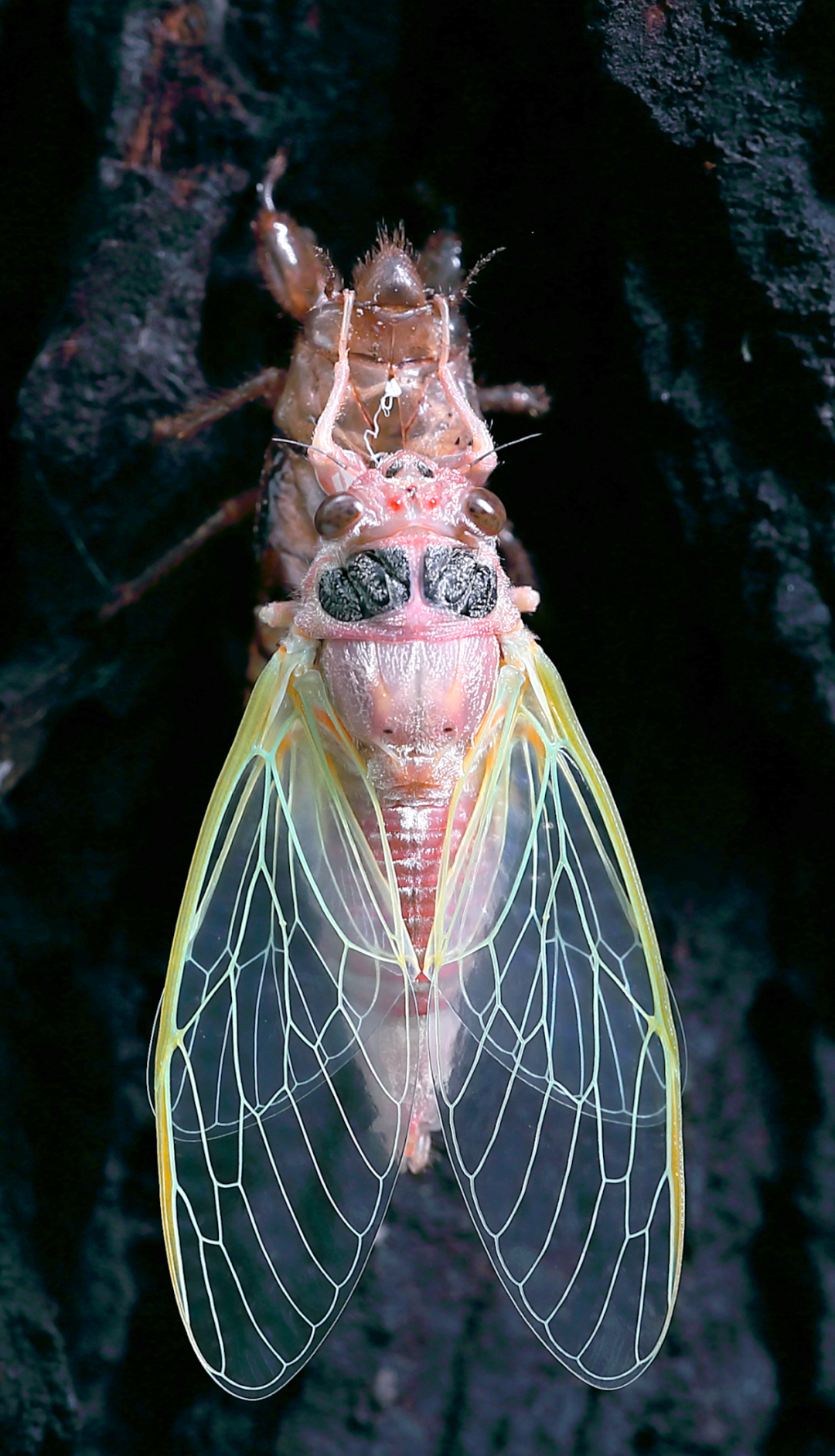 金蝉脱壳的奥秘:脱下的壳与蝉的归宿