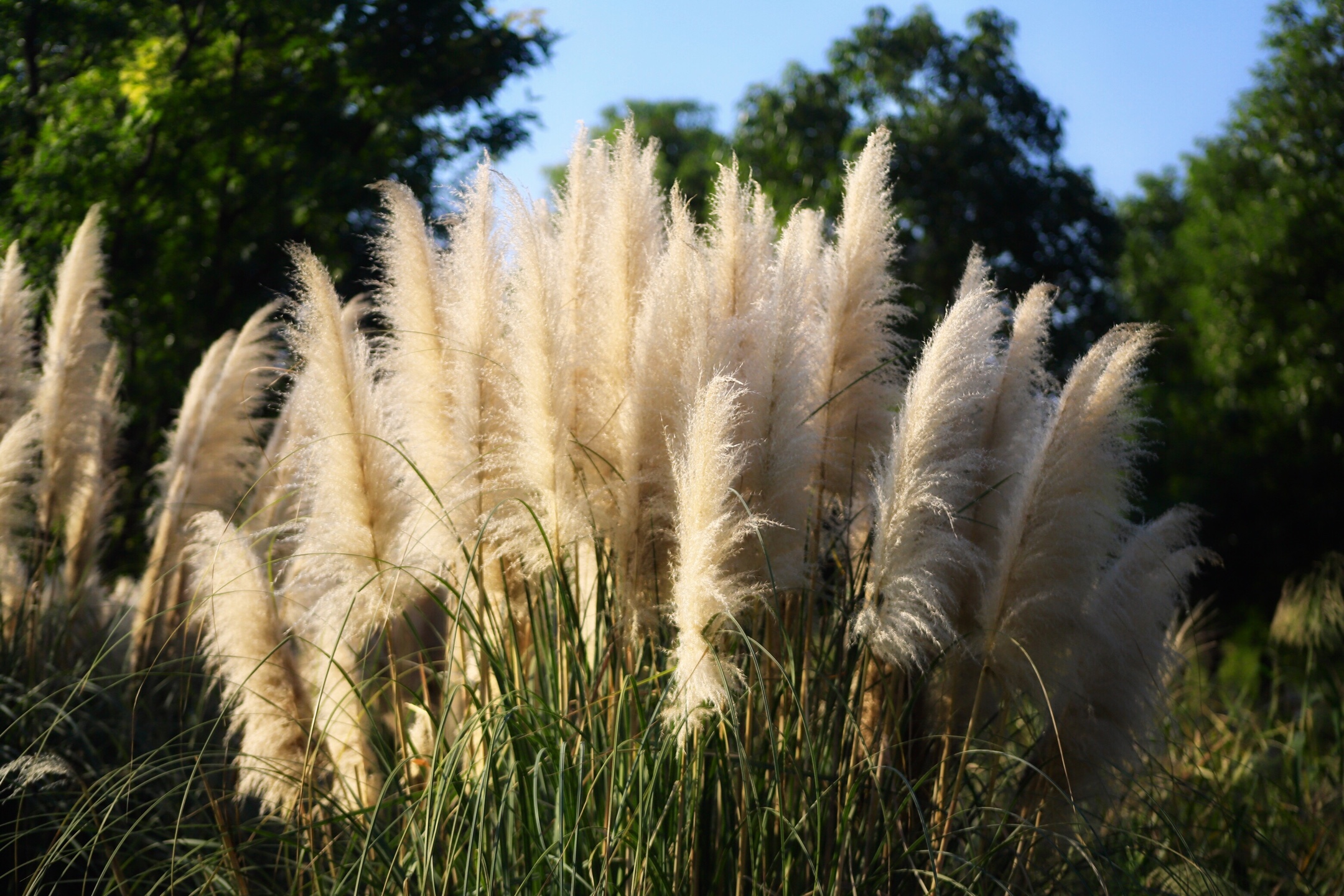 中药"芦",历史上著名的"芦衣顺母"的典故