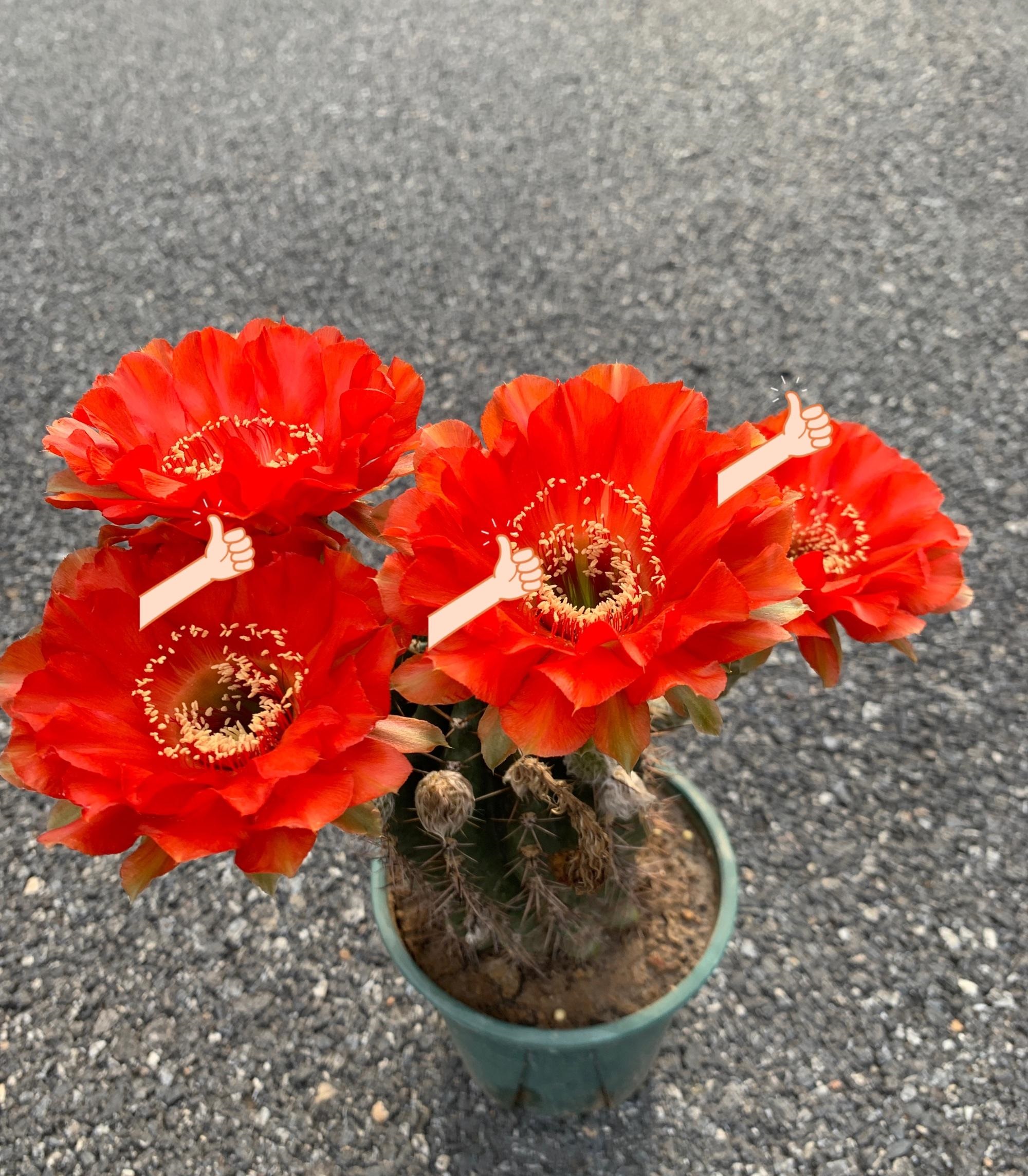 一款超"喜庆"的仙人球,花径13厘米,鲜艳大红色,每年多季绽放