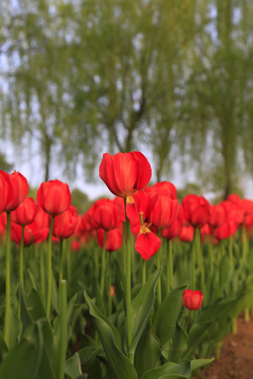 罗学成:春赏新野郁金香