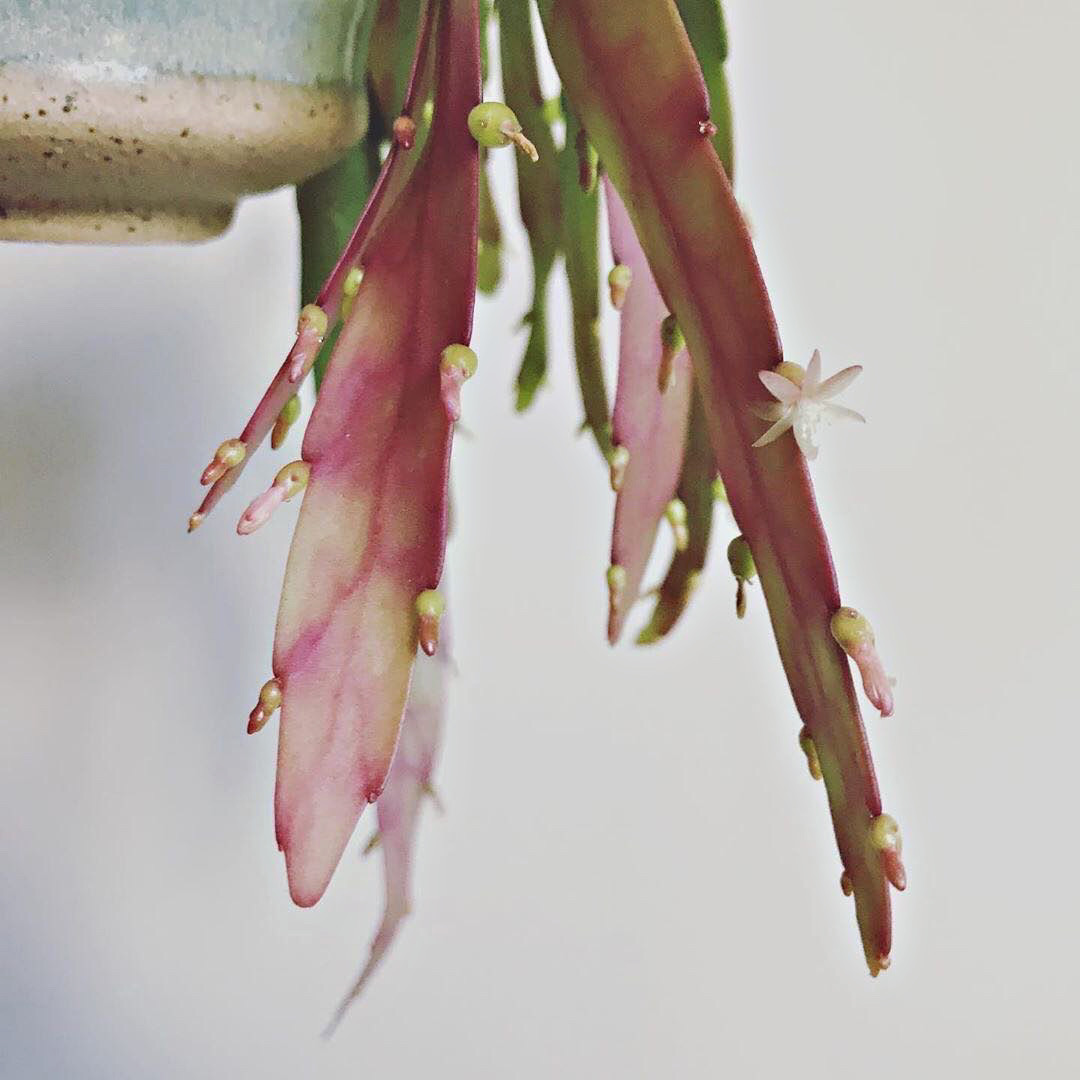 新型"网红"盆栽—红叶丝苇,花叶共赏,养护简单,你值得拥有