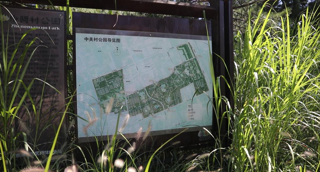 中关村森林公园上新啦,这些场景超有趣!