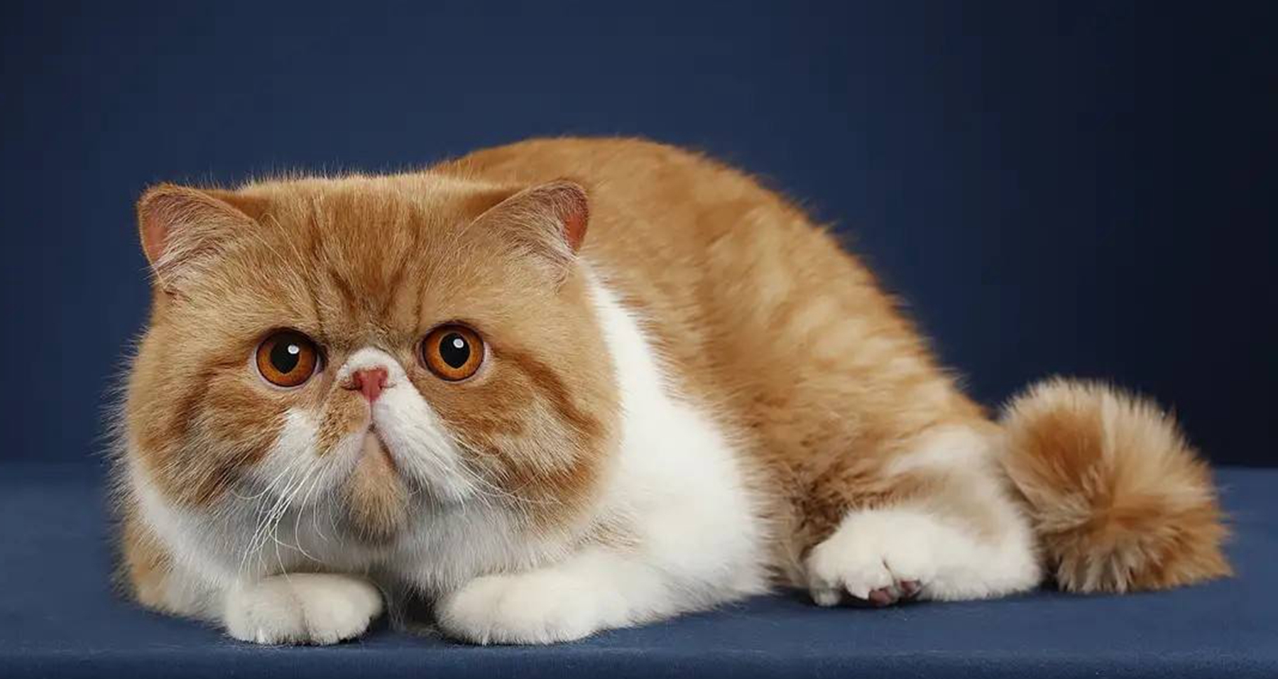 加菲猫的寿命有多长?饲养加菲猫幼崽需要注意什么?