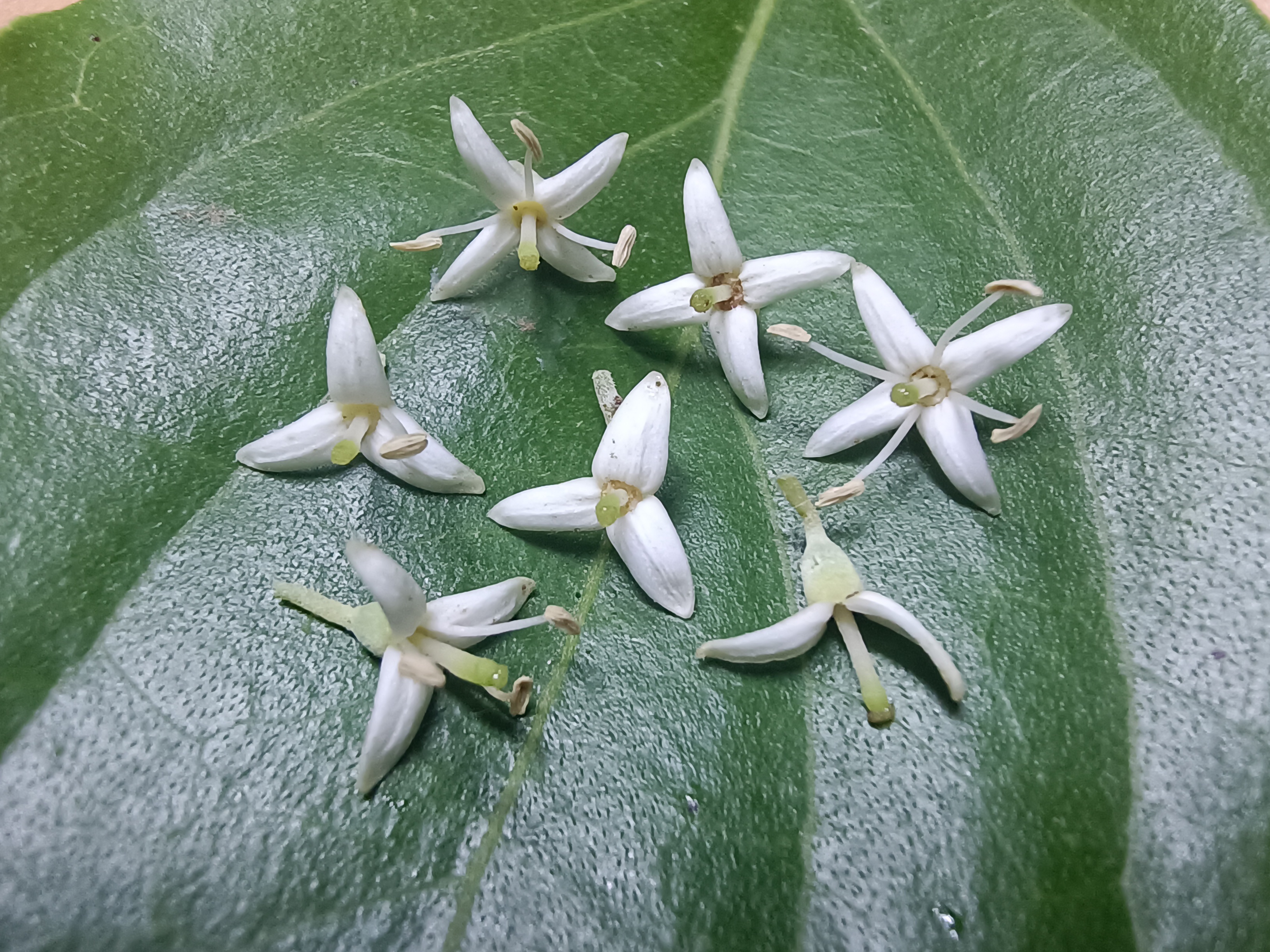 赣州光皮梾木果基地图片