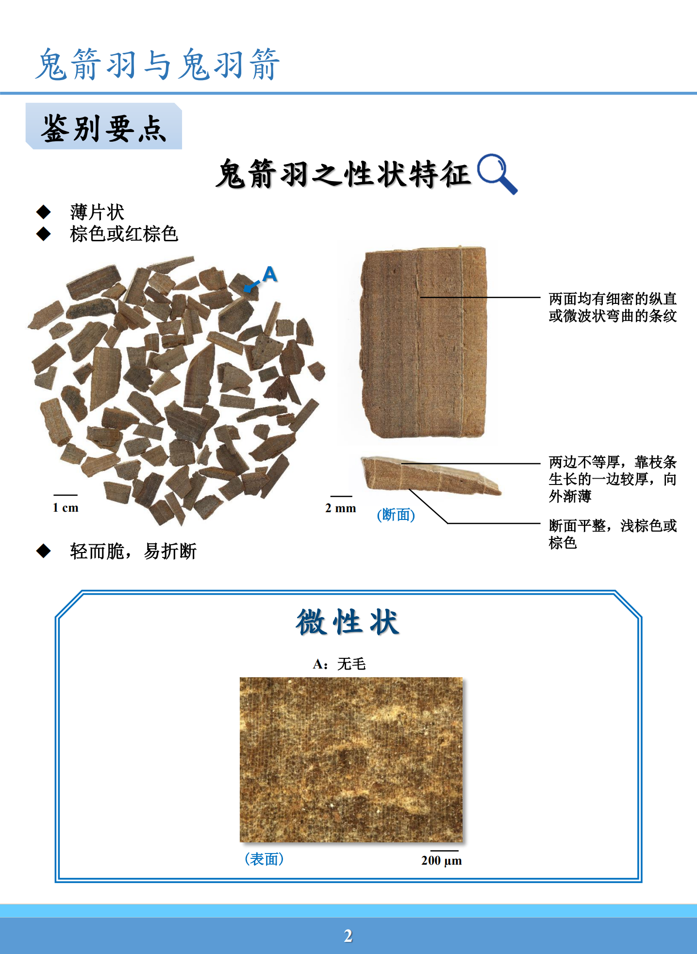 鬼箭羽与鬼羽箭鉴别