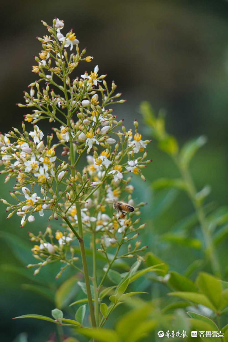 花开齐鲁|黄白色小花风中摇曳!济南泉城公园南天竹开花,美极了