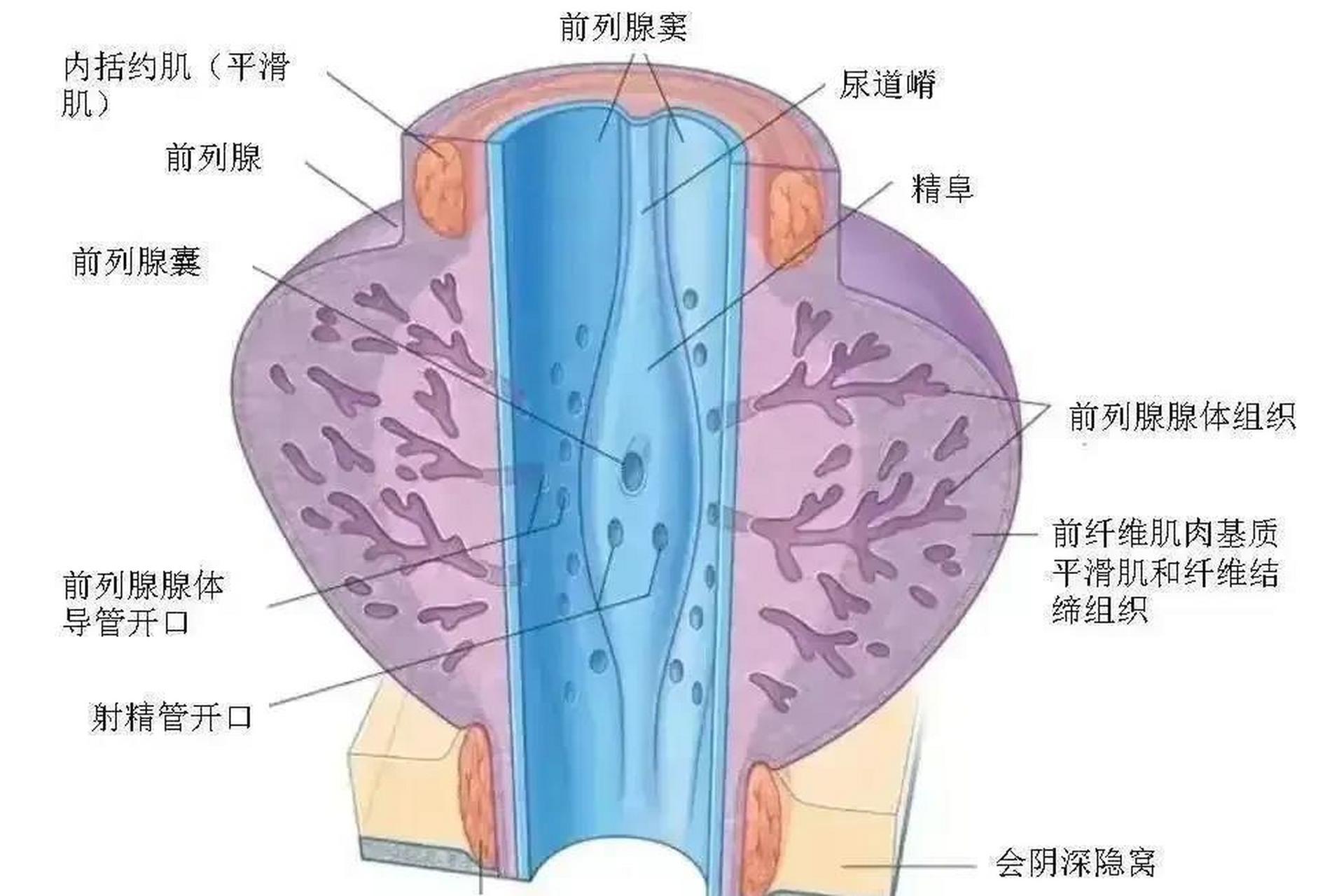 从解剖结构上看,小腺管口堵塞后,腺管肿大,压迫神经,造成会阴部胀痛不