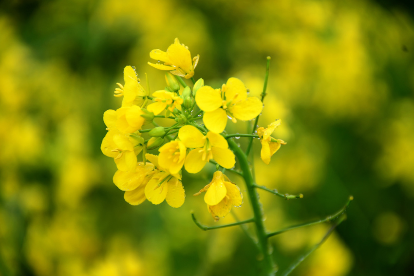 宾阳古辣刘村油菜花图片