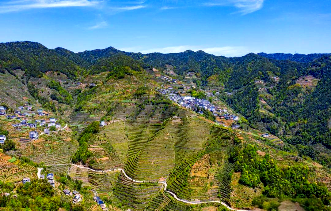 从梯田到白茶:蜈蚣岭的百年传承之路