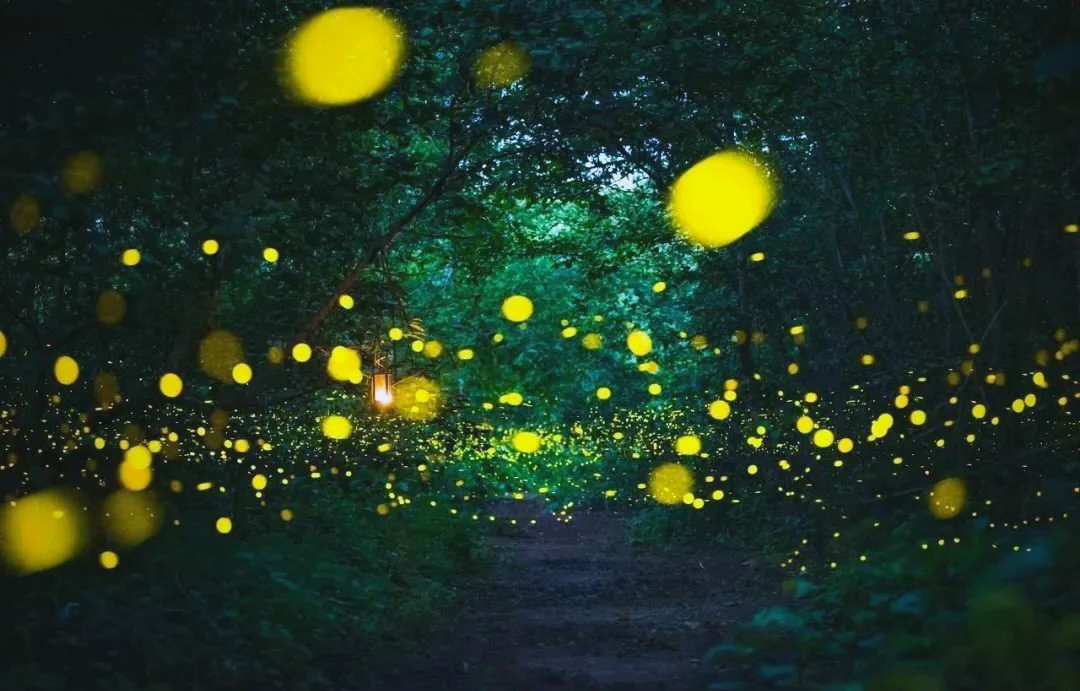 德清夏日,探寻无数萤火虫的浪漫之旅