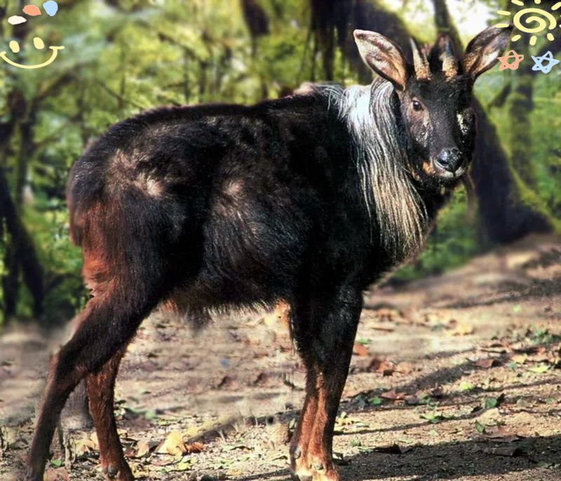 东阳村民救助落入池塘的"四不像"国家保护动物
