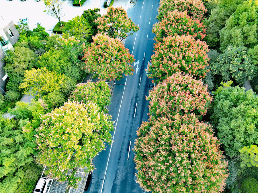 阜阳颍上:小小"灯笼"挂满树