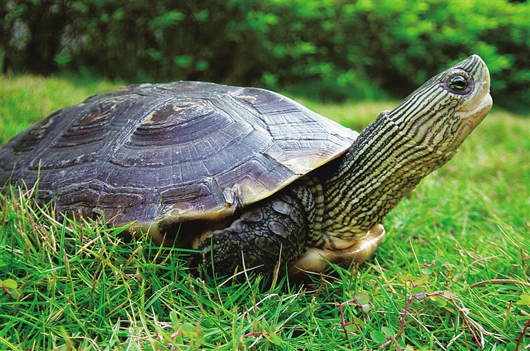 哪些是全水龟,水龟介绍