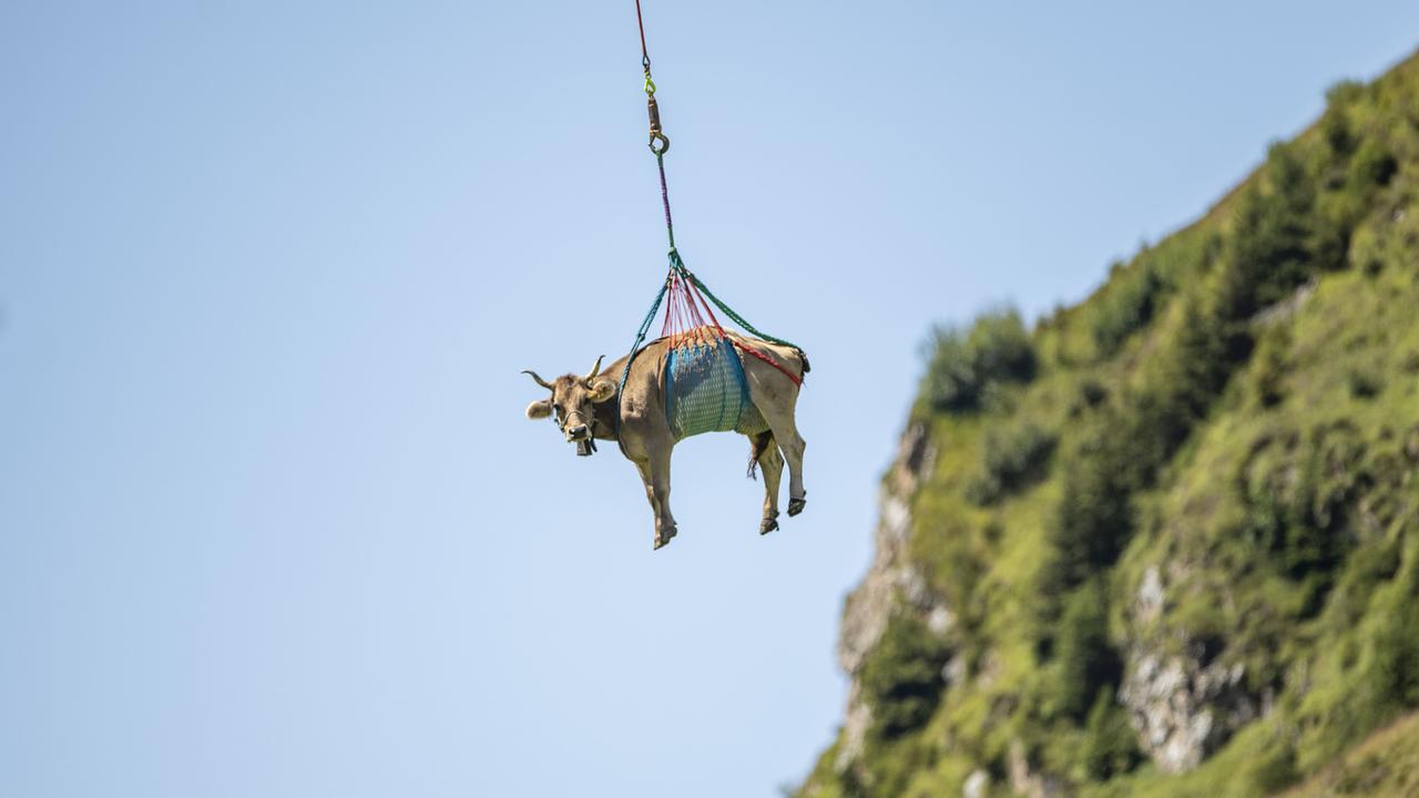 你们看过在天上"飞"的牛么?