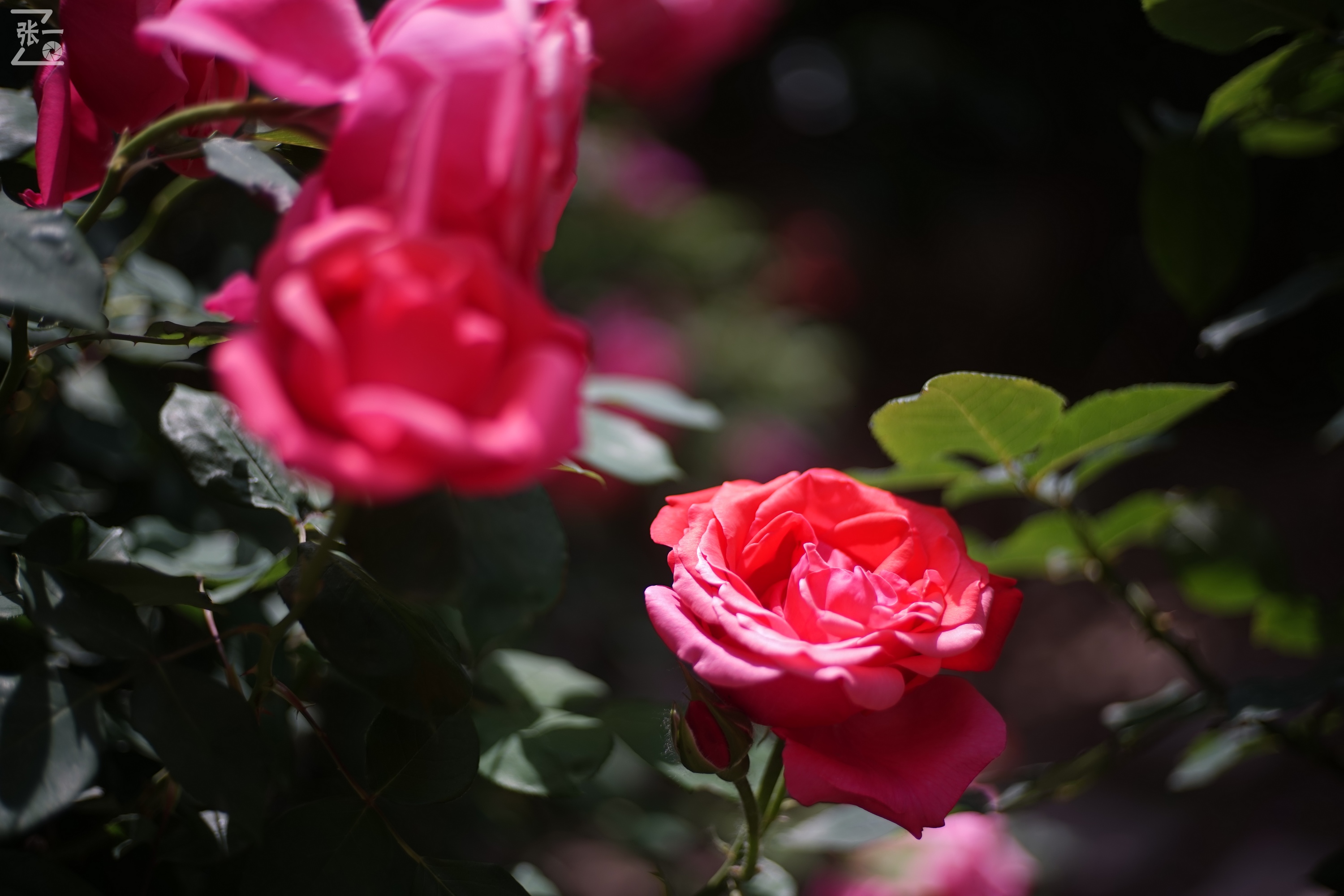 老镜头拍北京:中国熊猫58/2镜头实拍月季,北京的市花之一!