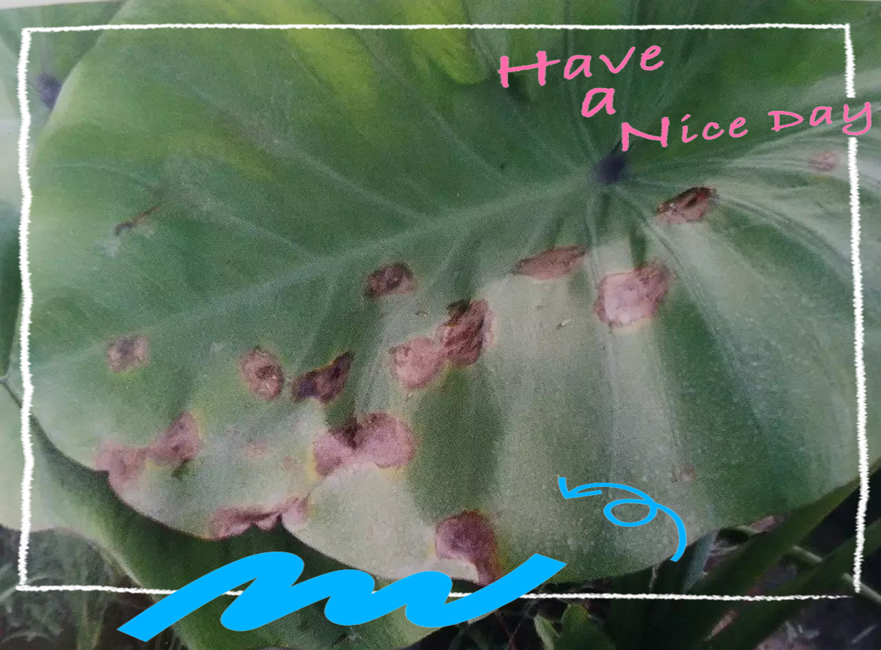 芋头疫病全面防治策略,保障芋头产量和质量