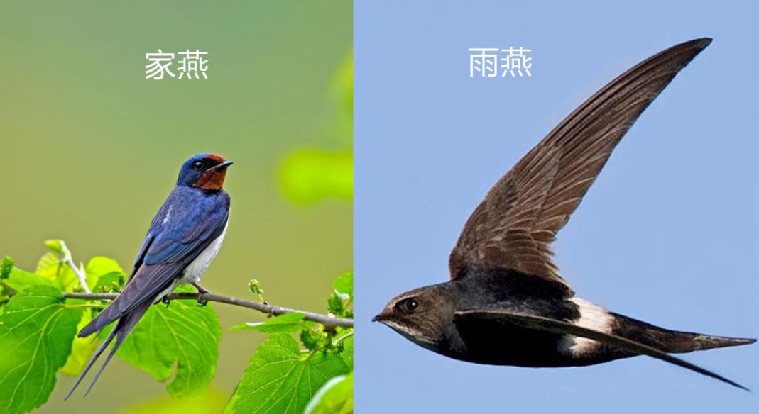 雨燕边飞边睡,落地几乎等于送死,那么它是如何繁衍后代的?