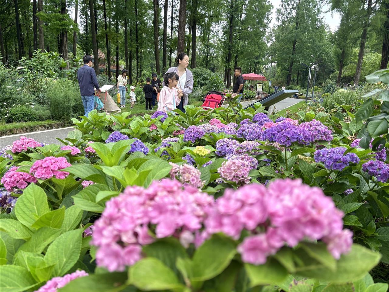 武汉植物园大朵大朵的绣球，明丽又可爱.jpg