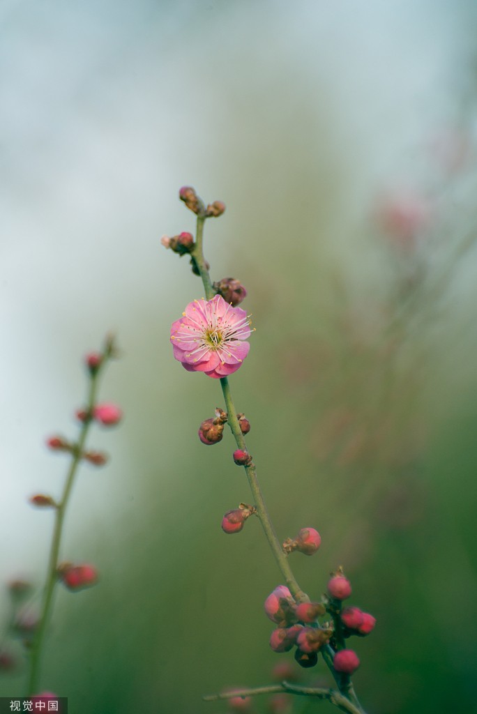 临沂 红梅花盛开