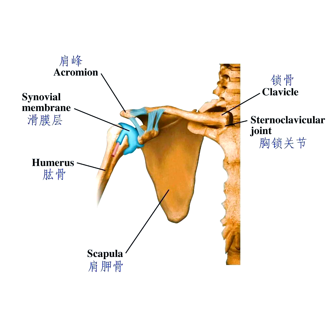 人体解剖中的锁骨研究