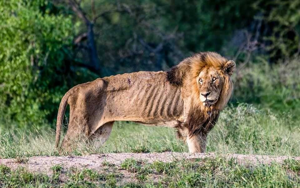 交配时动物六亲不认,流浪雄狮长大以后,还认得出自己母亲吗?