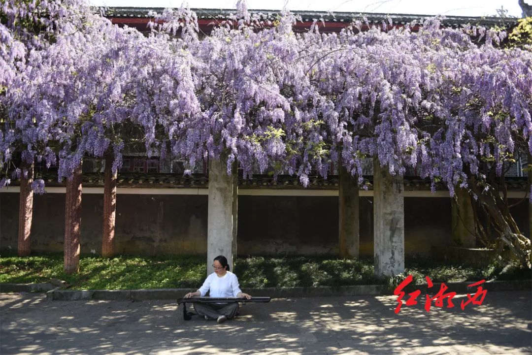 书院外文昌阁旁的那一架紫藤是后来分插的,几个大水泥柱支成一个大花