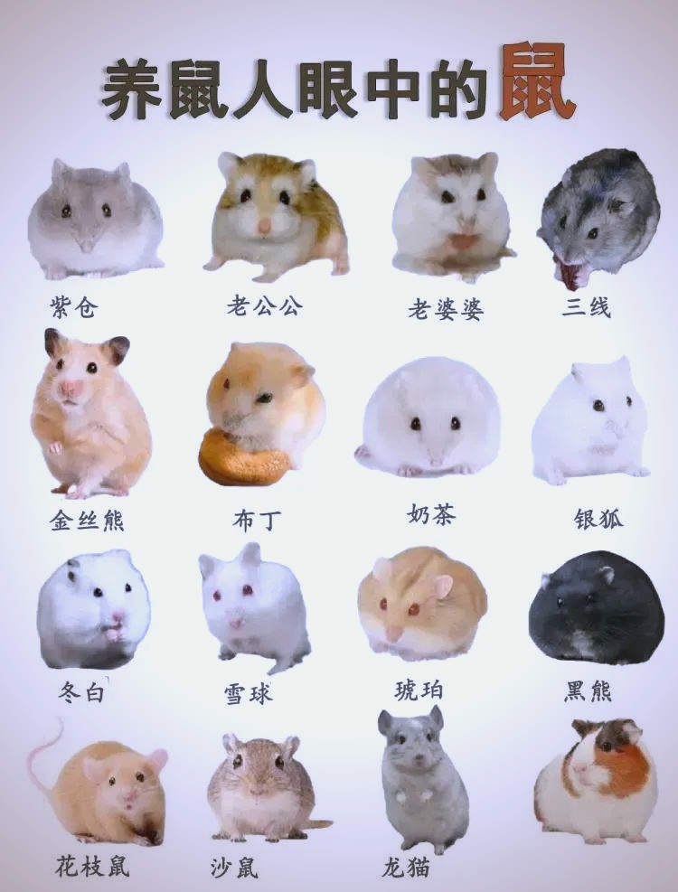 仓鼠界十大温顺品种,新手必看