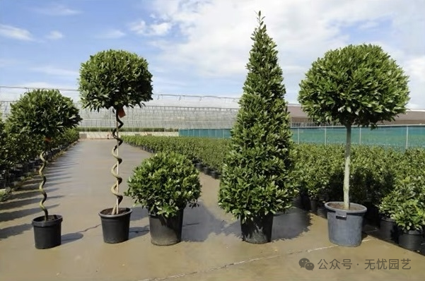 诗人的桂冠独特的香料植物—地中海月桂