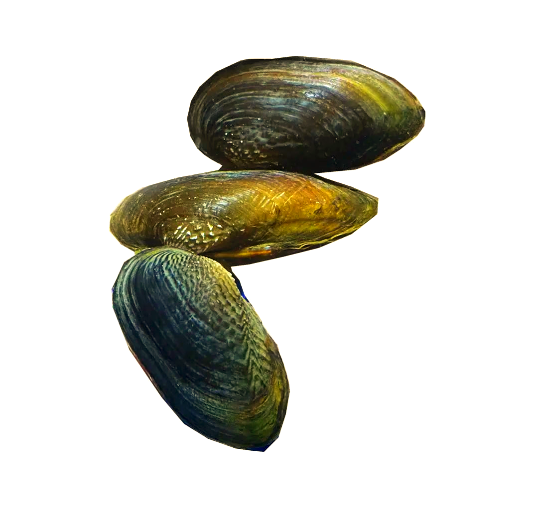 探索河蚌世界:如何轻松区分不同类型的蚌?